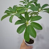 Хлорофитум зеленый (photo 8)