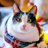 Кот Ирис в добрые руки (photo 3)