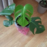 Монстера деликатесная — pinwheel, pot, hair slide (photo 4)
