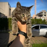 Котёнок девочка, 3 месяца — tabby, tiger cat, Egyptian cat (photo 1)