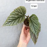 Колеус Coleus — tick, bath towel (photo 2)