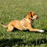 Щенок ищет дом — redbone (photo 3)