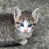 Котенок в добрые руки — tabby, tiger cat, Egyptian cat (photo 5)