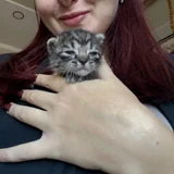 Котёнок Киси, девочка — Egyptian cat, tabby (photo 5)