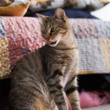 Кошка Альма — tabby, Egyptian cat, tiger cat (photo 3)