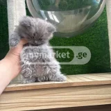 Кошка — Persian cat (photo 2)