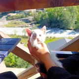 Щенок — Chihuahua (photo 1)