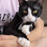 Egyptian cat (photo 11)