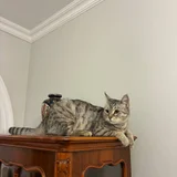 Кошка (донор) — Egyptian cat (photo 2)