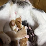 Котята в добрые руки — Angora (photo 2)