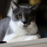 Кот Тихомир в добрые руки (photo 13)