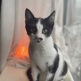 Котёнок Шуфутинский Jr — Egyptian cat (photo 4)