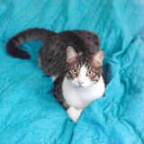 Котёнок Финдус — tabby, Egyptian cat, sleeping bag (photo 1)