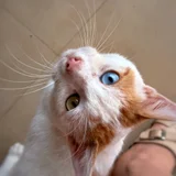 Молодой котик с разными глазами — Siamese cat, Ibizan hound, Egyptian cat (photo 1)