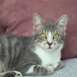 Кошка Жасмин в добрые руки — tiger cat, tabby, Egyptian cat (photo 2)