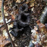 Черная лисичка, свежий сбор — skunk (photo 2)