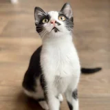 Котёнок Шуфутинский Jr — Egyptian cat (photo 3)