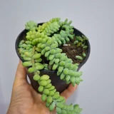 Суккуленты (набор) (photo 9)