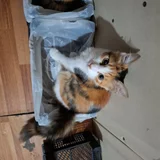 Котята в добрые руки — Pembroke, Shetland sheepdog, plastic bag (photo 4)