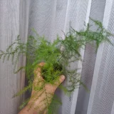 Хамедорея — window screen, pot (photo 5)