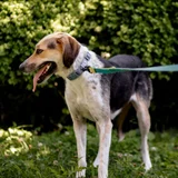 Собака Мира — Saluki, English foxhound, Walker hound (photo 3)