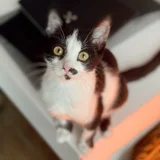Котёнок Шуфутинский младший (Шуфа) — Egyptian cat (photo 2)