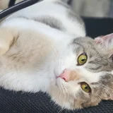 Котик Амур — tabby, tiger cat, Egyptian cat (photo 2)