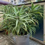 Алоэ в горшках — pot (photo 2)