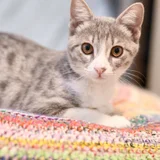 Котенок Юми — Egyptian cat (photo 4)
