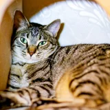 Кот Тео (photo 13)