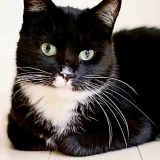Кошка Юми — tabby, Egyptian cat (photo 1)