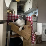 Кот Тихомир в добрые руки — Siamese cat, Persian cat (photo 5)