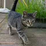 Котёнок тигровой расцветки (photo 4)