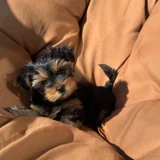 Щенок йоркширского терьера — Yorkshire terrier (photo 2)
