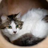 Кошка Лия — lynx, Egyptian cat, tiger cat (photo 2)
