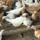 Курица — hen (photo 4)