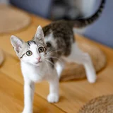 Котенок Ася в добрые руки (photo 6)
