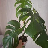 Седум буррито — pot, vase (photo 3)