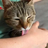 Кошечка Лилу в добрые руки — Egyptian cat, tabby (photo 2)
