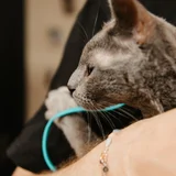 Русский голубой кот Грогу (photo 10)