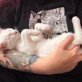 Котёнок Шмупсик (photo 2)