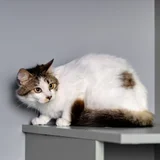 Кошка Лия — monitor (photo 3)