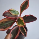Ктенанте огромное растение — pinwheel, pot (photo 4)