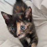 Котенок в добрые руки — Egyptian cat, tabby (photo 1)