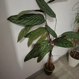 Ктенанте огромное растение — vase, pot, pinwheel (photo 1)