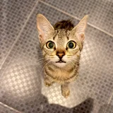 Котёнок девочка в добрые руки — Egyptian cat, tabby, tiger cat (photo 3)