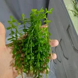 Аквариумные растения (Лимнобиум — pot (photo 3)