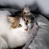Кошка Лия — tabby, tiger cat, lynx (photo 1)