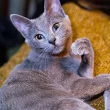 Русский голубой кот Грогу (photo 8)