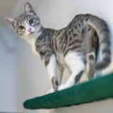 Котенок Юми — Egyptian cat, tabby, tiger cat (photo 3)